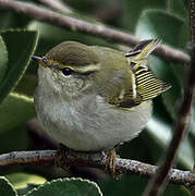 Yellow-browed Warbler