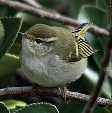 Pouillot à grands sourcils