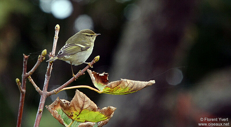 Pouillot à grands sourcils, identification