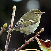 Yellow-browed Warbler