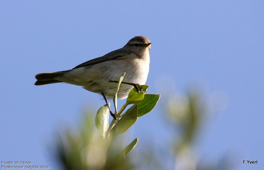 Pouillot de Sibérie, identification