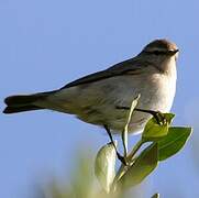 Common Chiffchaff (tristis)