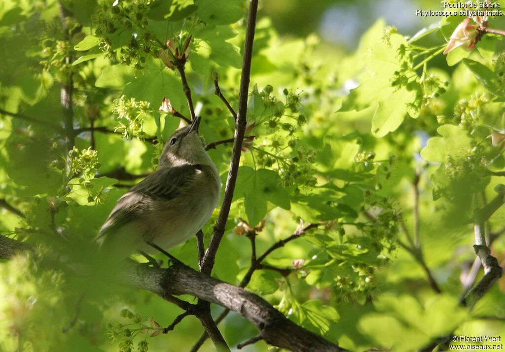 Pouillot de Sibérie, identification