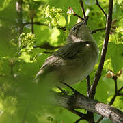 Common Chiffchaff (tristis)