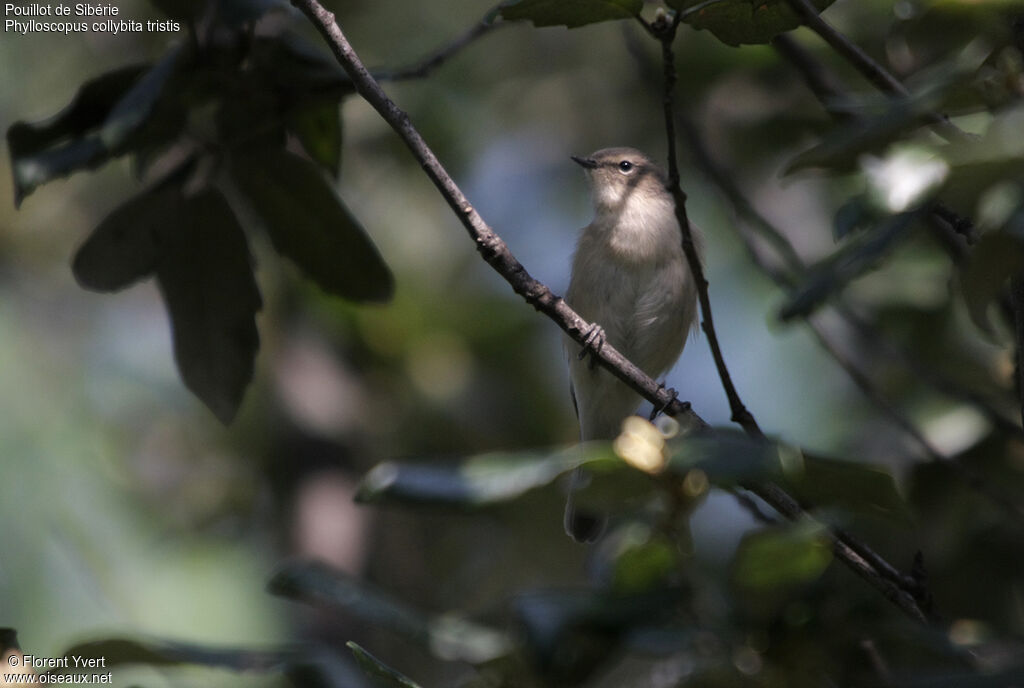 Pouillot de Sibérie, identification