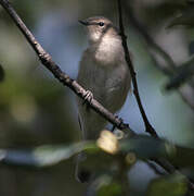 Common Chiffchaff (tristis)