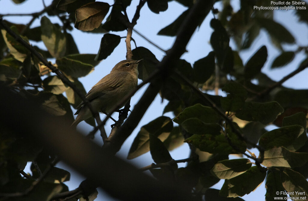 Common Chiffchaff (tristis)