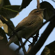 Common Chiffchaff (tristis)