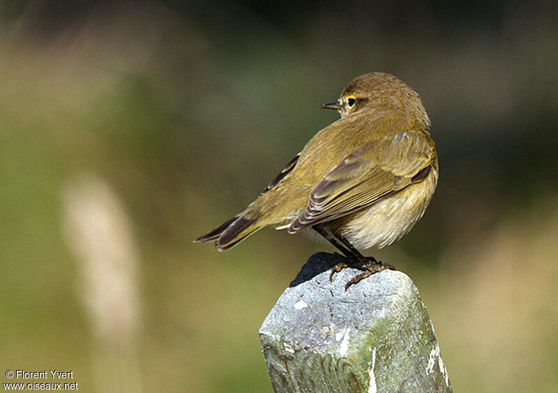 Pouillot véloce, identification