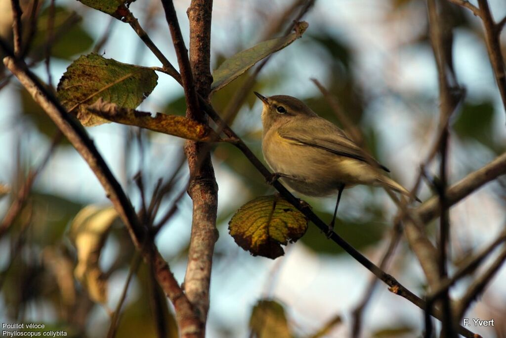 Common Chiffchaff