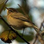 Common Chiffchaff