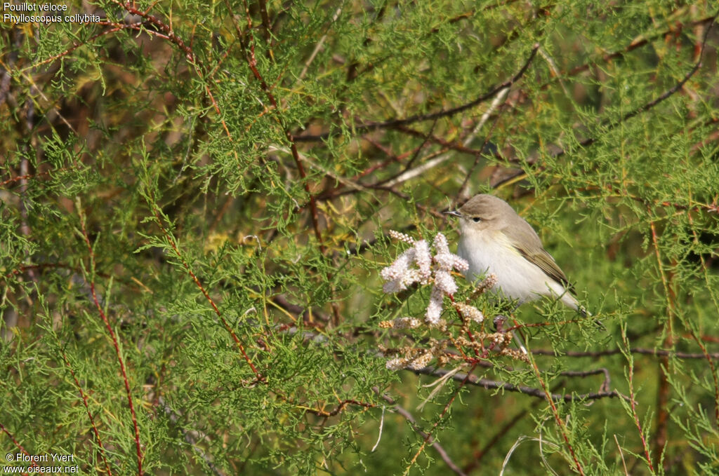 Pouillot véloce, identification