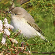 Common Chiffchaff