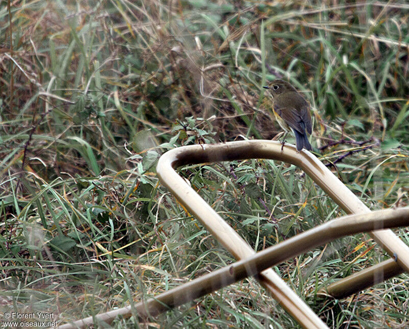 Robin à flancs roux1ère année, identification