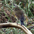 Robin à flancs roux