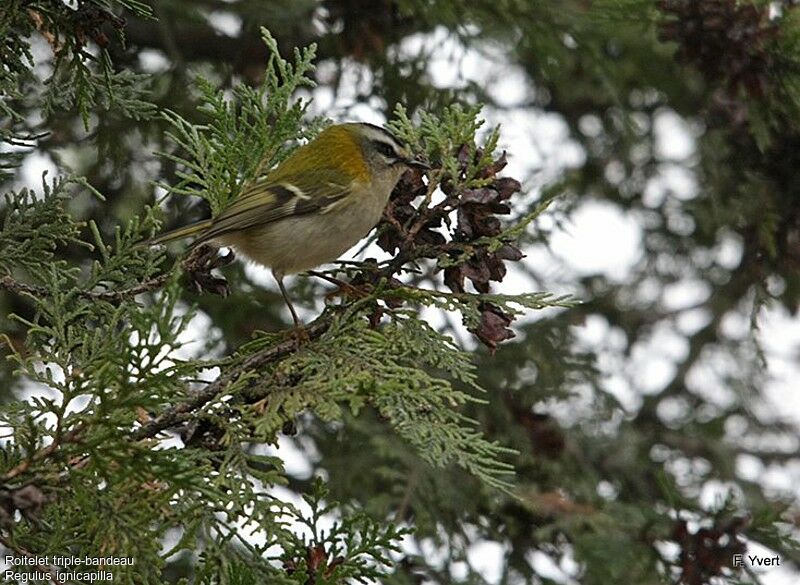 Common Firecrest