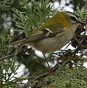 Common Firecrest