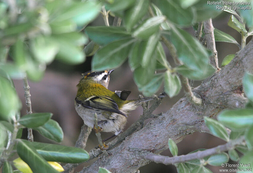 Common Firecrest