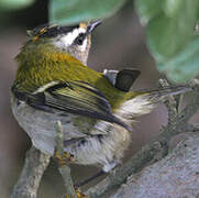 Common Firecrest