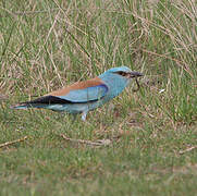 European Roller