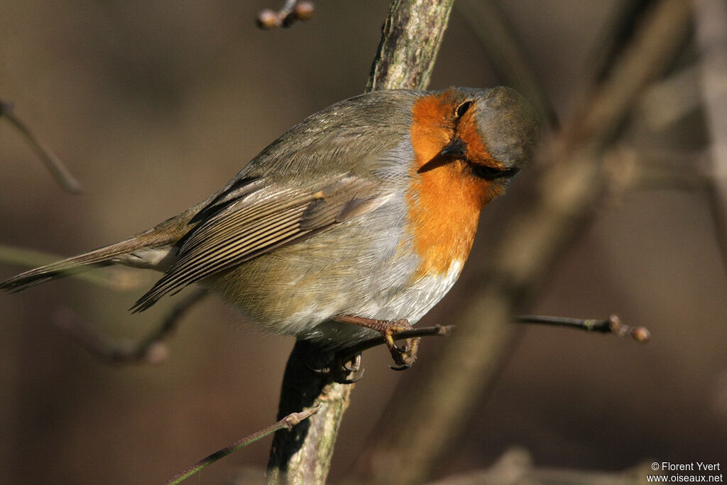 European Robinadult, Behaviour