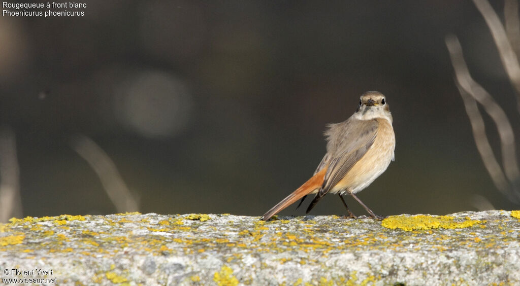 Common RedstartFirst year, identification, Behaviour