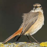 Common Redstart