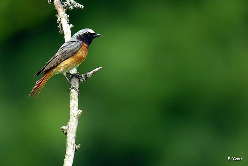 Common Redstart male adult, identification, Behaviour