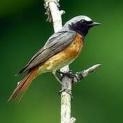 Common Redstart