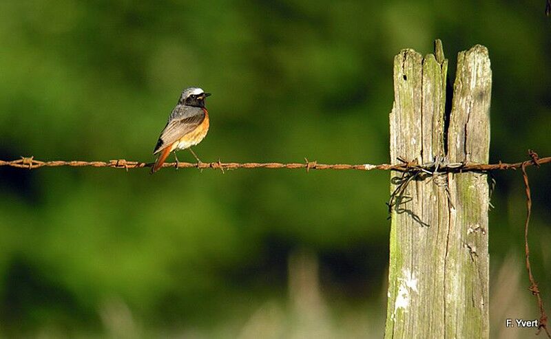 Common Redstart male adult