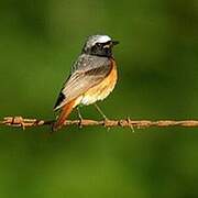 Common Redstart