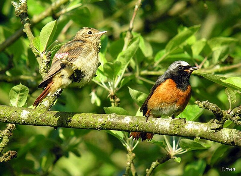 Common Redstartjuvenile, Reproduction-nesting