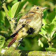 Common Redstart