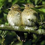 Common Redstart