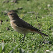 Common Redstart