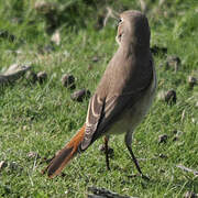 Common Redstart