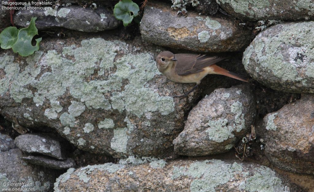 Common RedstartFirst year, identification, Behaviour