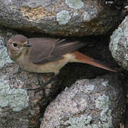 Common Redstart