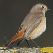 Common Redstart