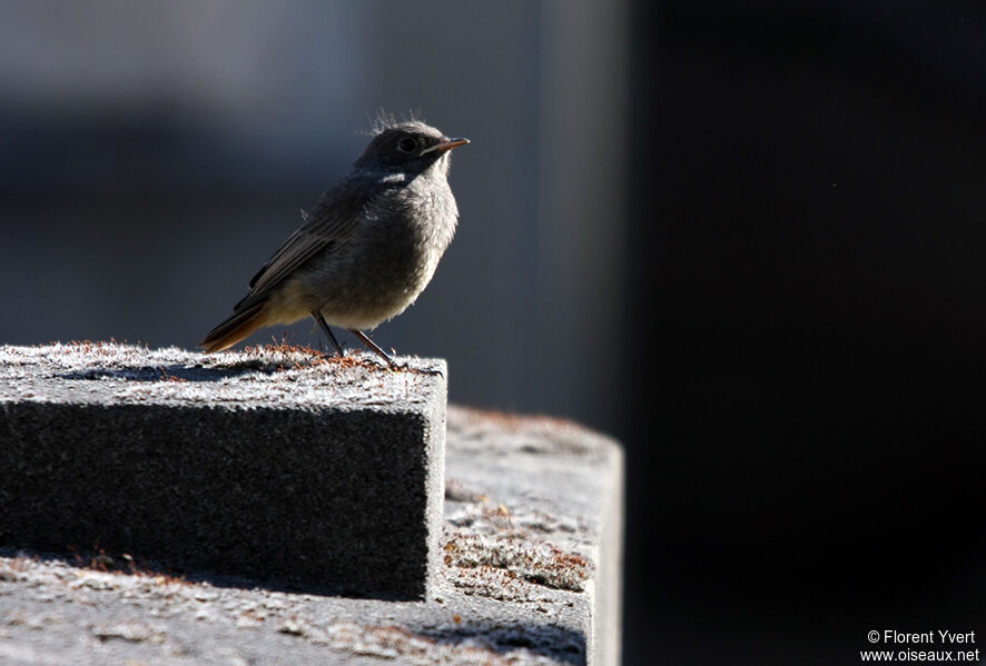 Black RedstartFirst year, identification