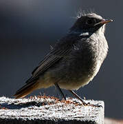 Black Redstart