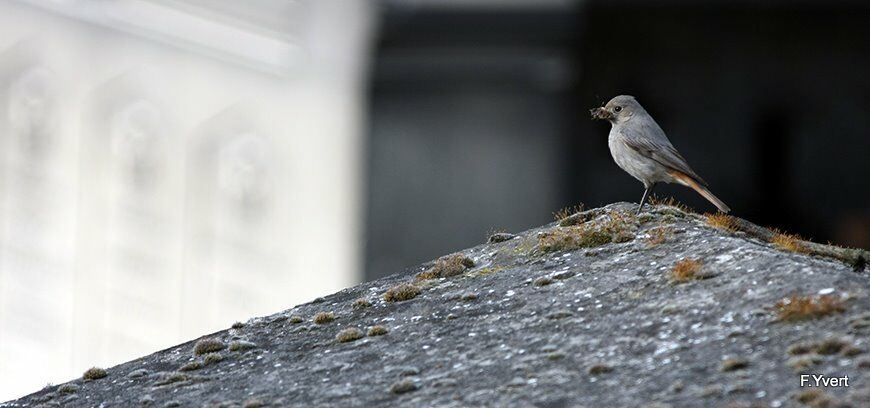 Black Redstart female adult, Reproduction-nesting