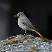 Black Redstart