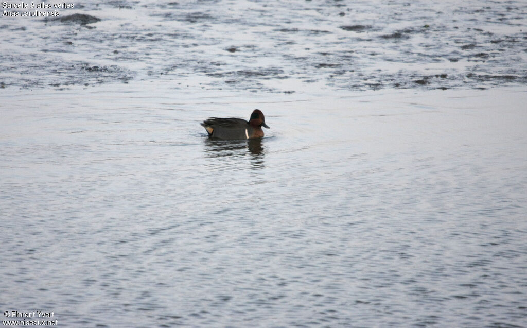 Green-winged Teal male adult