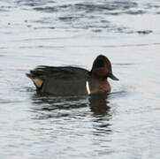 Green-winged Teal