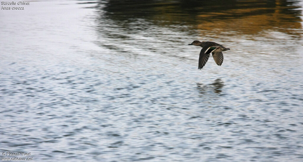 Eurasian Teal, Flight