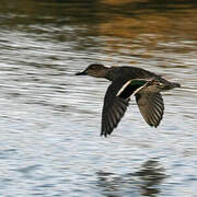 Eurasian Teal