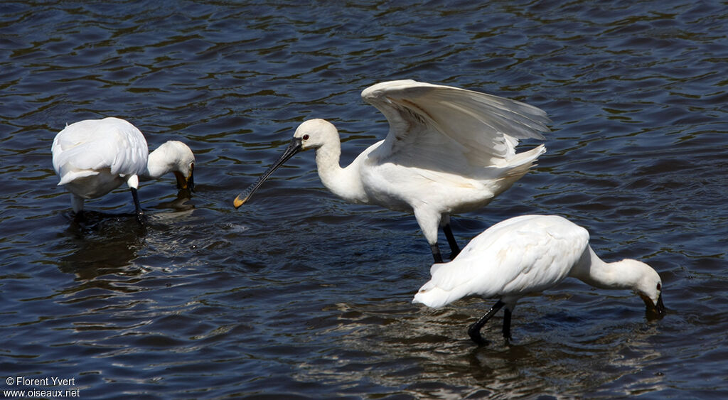 Eurasian Spoonbill