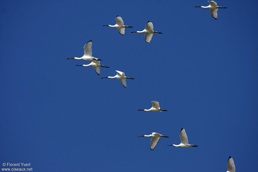 Eurasian Spoonbill, Flight