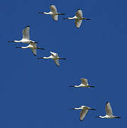 Eurasian Spoonbill